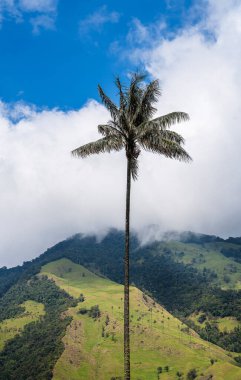 Quindio, Kolombiya 'daki Cocora Valley' in güzel manzarası, HDR Görüntü