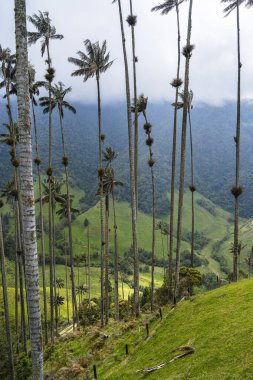 Quindio, Kolombiya 'daki Cocora Valley' in güzel manzarası, HDR Görüntü