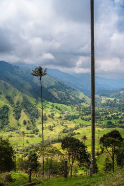 Quindio, Kolombiya 'daki Cocora Valley' in güzel manzarası, HDR Görüntü