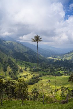 Quindio, Kolombiya 'daki Cocora Valley' in güzel manzarası, HDR Görüntü