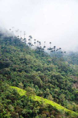Quindio, Kolombiya 'daki Cocora Valley' in güzel manzarası, HDR Görüntü