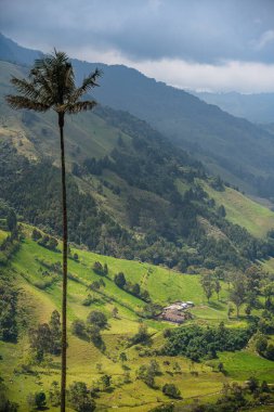 Quindio, Kolombiya 'daki Cocora Valley' in güzel manzarası, HDR Görüntü