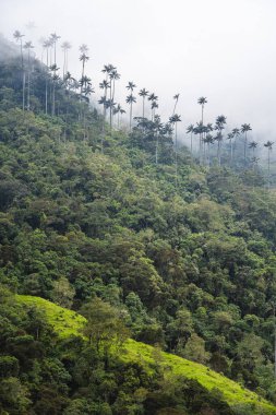 Quindio, Kolombiya 'daki Cocora Valley' in güzel manzarası, HDR Görüntü