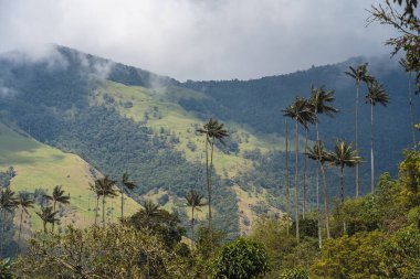 Quindio, Kolombiya 'daki Cocora Valley' in güzel manzarası, HDR Görüntü