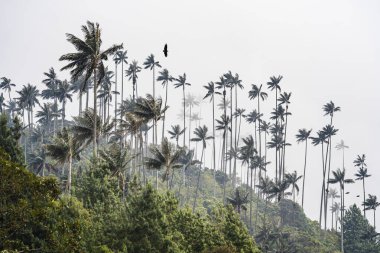 Quindio, Kolombiya 'daki Cocora Valley' in güzel manzarası, HDR Görüntü