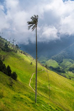 Quindio, Kolombiya 'daki Cocora Valley' in güzel manzarası, HDR Görüntü