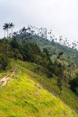 Quindio, Kolombiya 'daki Cocora Valley' in güzel manzarası, HDR Görüntü