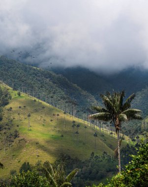 Quindio, Kolombiya 'daki Cocora Valley' in güzel manzarası, HDR Görüntü