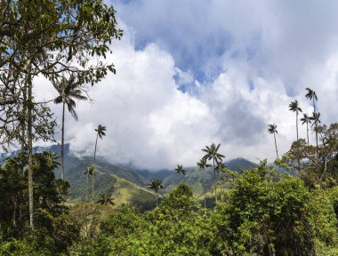 Quindio, Kolombiya 'daki Cocora Valley' in güzel manzarası, HDR Görüntü