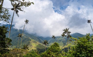 Quindio, Kolombiya 'daki Cocora Valley' in güzel manzarası, HDR Görüntü