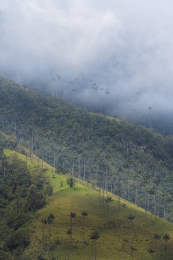 Quindio, Kolombiya 'daki Cocora Valley' in güzel manzarası, HDR Görüntü