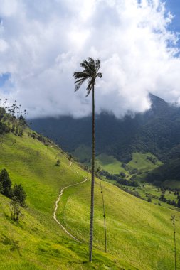Quindio, Kolombiya 'daki Cocora Valley' in güzel manzarası, HDR Görüntü