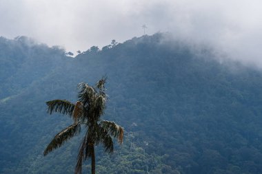 Quindio, Kolombiya 'daki Cocora Valley' in güzel manzarası, HDR Görüntü