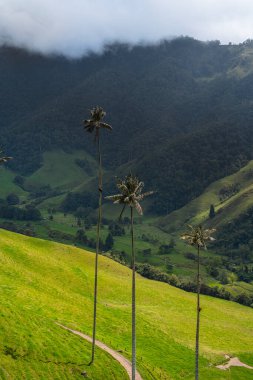 Quindio, Kolombiya 'daki Cocora Valley' in güzel manzarası, HDR Görüntü