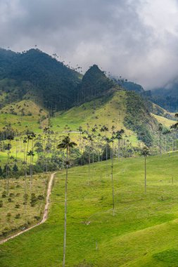 Quindio, Kolombiya 'daki Cocora Valley' in güzel manzarası, HDR Görüntü