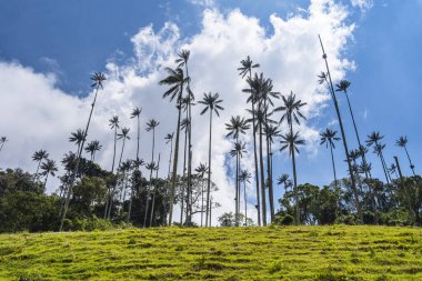 Quindio, Kolombiya 'daki Cocora Valley' in güzel manzarası, HDR Görüntü