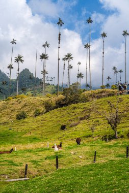 Quindio, Kolombiya 'daki Cocora Valley' in güzel manzarası, HDR Görüntü