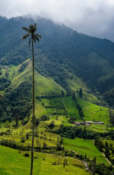 Quindio, Kolombiya 'daki Cocora Valley' in güzel manzarası, HDR Görüntü