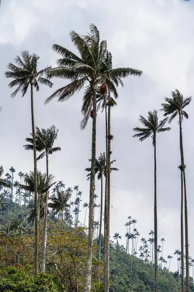 Quindio, Kolombiya 'daki Cocora Valley' in güzel manzarası, HDR Görüntü