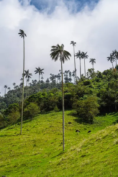 Quindio, Kolombiya 'daki Cocora Valley' in güzel manzarası, HDR Görüntü