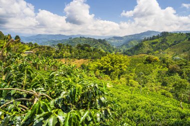 Quindio, Kolombiya 'daki kahve tarlası manzarası