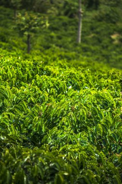 Quindio, Kolombiya 'daki kahve tarlası manzarası