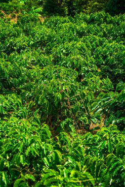 Quindio, Kolombiya 'daki kahve tarlası manzarası