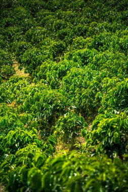 Quindio, Kolombiya 'daki kahve tarlası manzarası