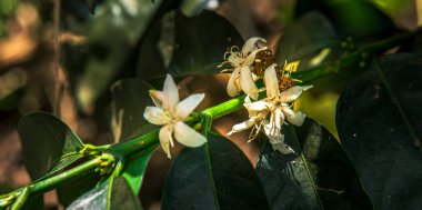 Quindio, Kolombiya 'daki kahve tarlası manzarası