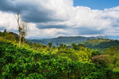 Quindio, Kolombiya 'daki kahve tarlası manzarası