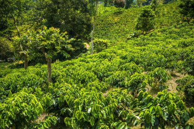 Quindio, Kolombiya 'daki kahve tarlası manzarası
