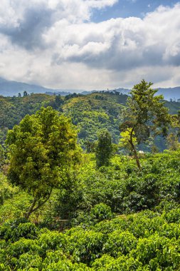 Quindio, Kolombiya 'daki kahve tarlası manzarası