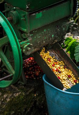 Quindio, Kolombiya 'daki kahve tarlası manzarası