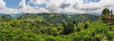 Quindio, Kolombiya 'daki kahve tarlası manzarası