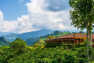 Quindio, Kolombiya 'daki kahve tarlası manzarası