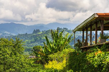 Quindio, Kolombiya 'daki kahve tarlası manzarası