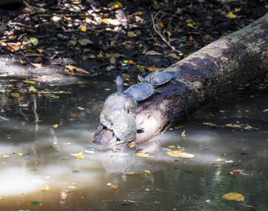 Parktaki gölette kaplumbağaların yakın çekim görüntüsü.