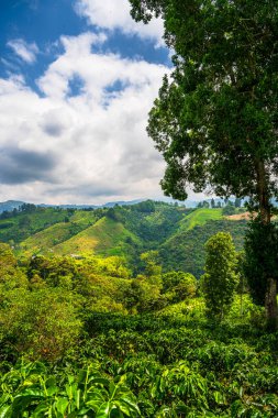 Quindio, Kolombiya 'daki kahve tarlası manzarası