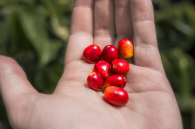 Quindio, Kolombiya 'daki kahve tarlası manzarası