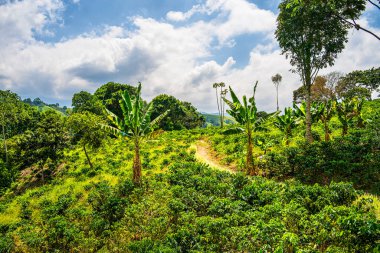 Quindio, Kolombiya 'daki kahve tarlası manzarası