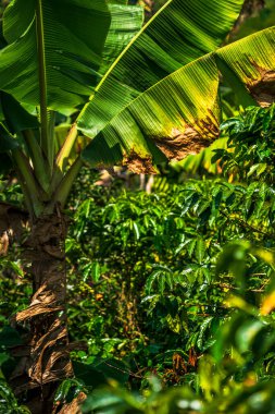 Quindio, Kolombiya 'daki kahve tarlası manzarası