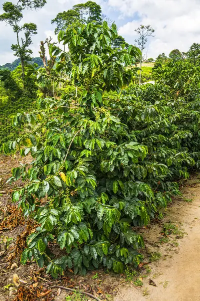 Quindio, Kolombiya 'daki kahve tarlası manzarası