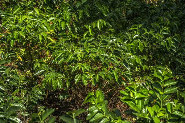 Quindio, Kolombiya 'daki kahve tarlası manzarası