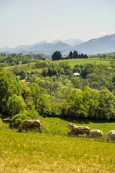 stock image View of Ossau Valley in French Pyrenees, HDR Image