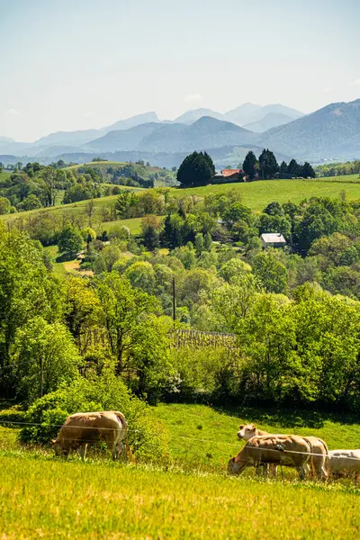 stock image View of Ossau Valley in French Pyrenees, HDR Image