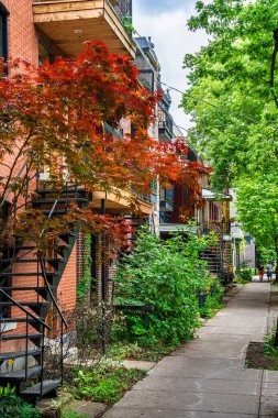 Montreal, Quebec, Kanada - 2 Temmuz 2024: Yazın Mont Kraliyet Bölgesi