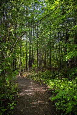 Quebec, Kanada 'daki Chaleur Körfezi' nin hava aracı görüntüsü
