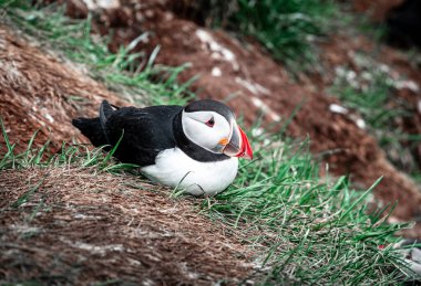 View of Cute Atlantic Puffins Birds in Iceland clipart