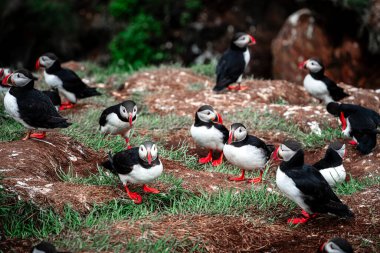 İzlanda 'daki Şirin Atlantik Tabutları' nın Manzarası