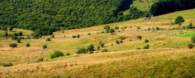 Yazın Aubrac manzarası, Aveyron, Fransa